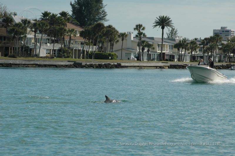 Photo: Boat heads directly toward dolphin in Sarasota Bay, Florida
