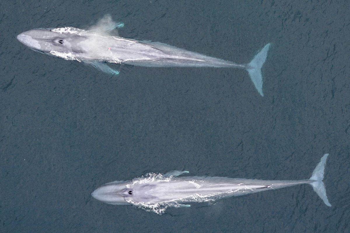Drone image of two blue whales off the coast of Monterey, California.