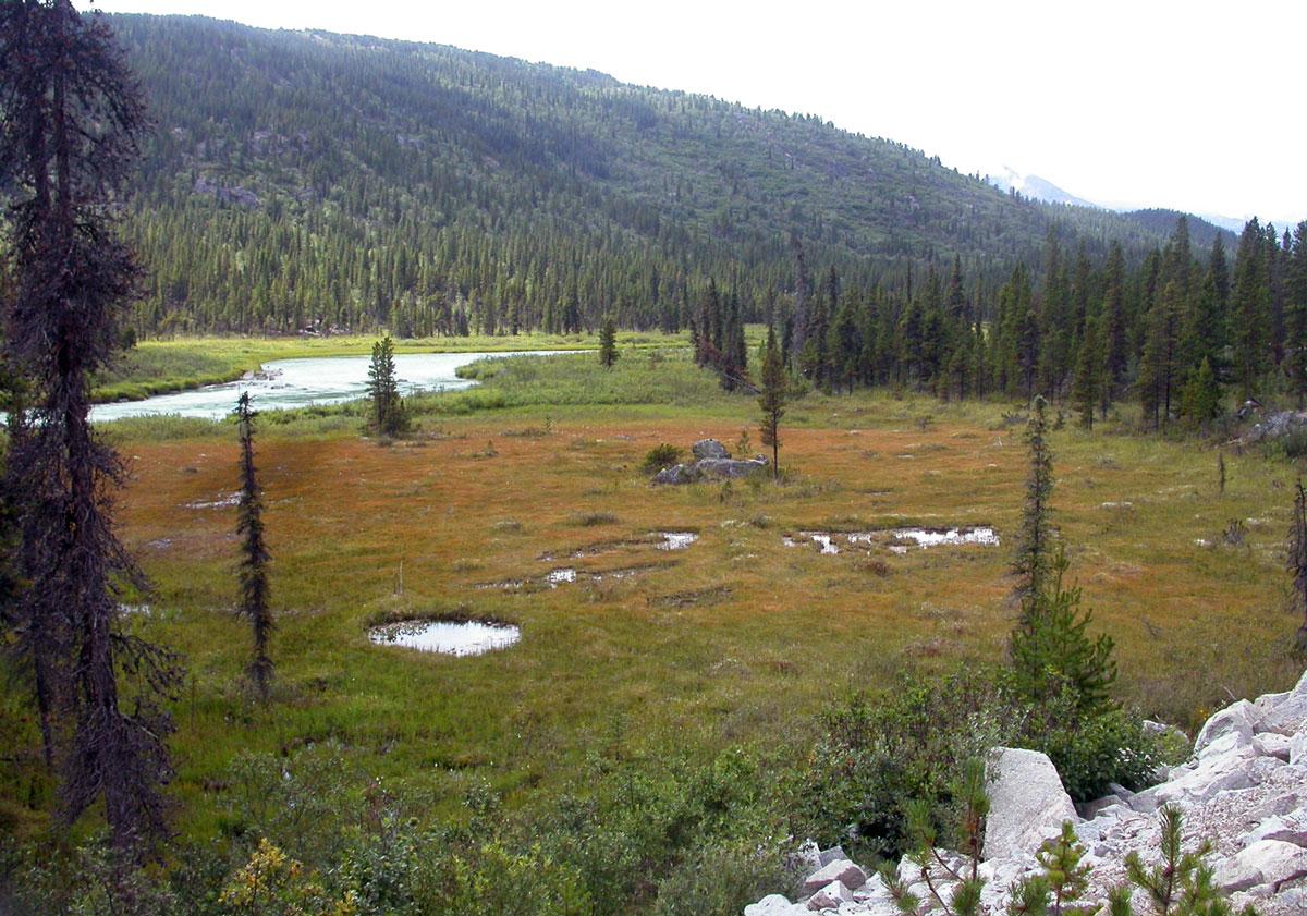 An example of a boreal peatland.