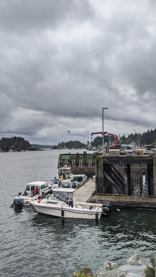 Day fishers of the Five Nation's rights-based fishery, managed by Ha'oom Fisheries Society, unload their daily catch of suuha (chinook salmon) at the Tofino dock.