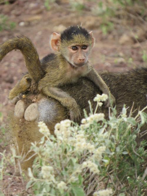 Female infant baboon with her mother (Amboseli, Kenya). Photo by Maria Creighton.