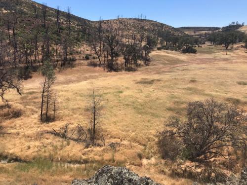 Serpentine field site in California, photo taken at McLaughlin Reserve