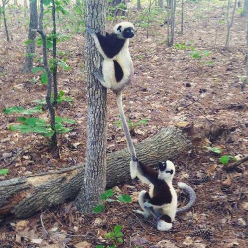 Two lemurs playing with each other, one is climbing a tree while the other one pulls on its tail.