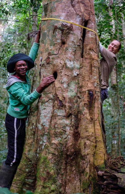 Photo: Halina Malinowski (right) and research assistant Jean measuring tree diameter in Ivindo National Park in Gabon