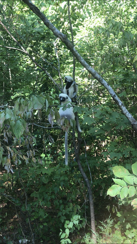 Photo: Elise watches a female sifaka and her offspring in a natural habitat area at the Duke Lemur Center, awaiting a fecal sample.