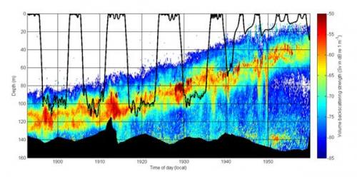 A plot of a whale diving (black line) into the prey layer (colors), as the layer begins to ascend near sunset. 