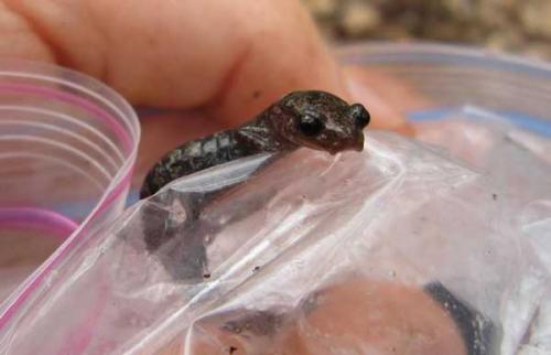 A Weller’s Salamander peeks out of bag during field sampling.