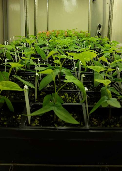 A subset of ~1300 F5 morning glories growing currently growing in the growth room for the fall QTL experiment.