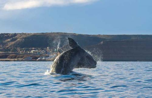 A southern right whale breaching off of the coast of Puerto Piramides, Peninsula Valdes, Argentina